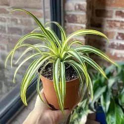 Spider Plant